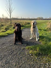 Honden van Ambacht Bowie en DJ