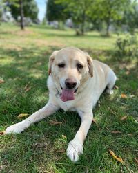 Honden van Ambacht Gino