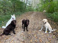 Honden van Ambacht groepsfoto 1