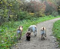 Honden van Ambacht groepswandeling 5